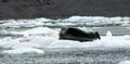 20100901153550 Spitsbergen - Kross Fjord - Baardrob