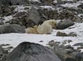 20100902185532 Spitsbergen - Holmiabukta Moeder met jong!