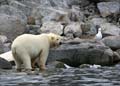 20100902191301 Spitsbergen - Holmiabukta - Kicken