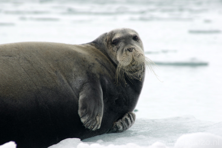 20100901153836 Spitsbergen - Kross Fjord - Baardrob