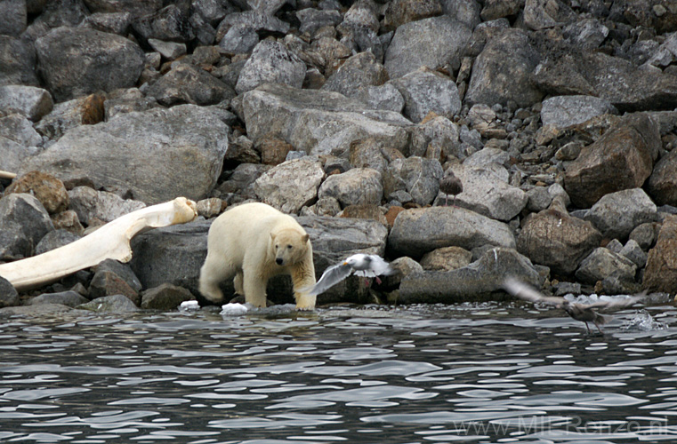 20100902190707 Spitsbergen - Holmiabukta - Hij is gaaf!