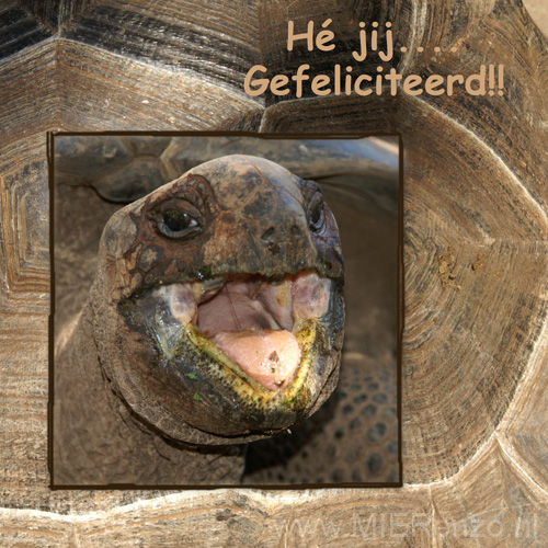 12x12 gefeliciteerd schildpad