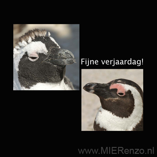 12x12 verjaardag pinguin