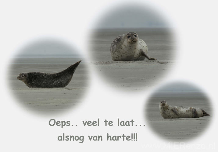 te laat zeehonden