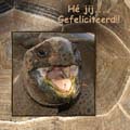 12x12 gefeliciteerd schildpad